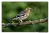 Appelvink - Hawfinch