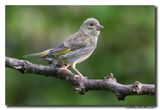 Groenling - Greenfinch