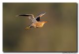 Woudaap - Little Bittern