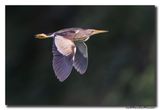 Woudaap - Little Bittern