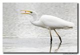 Grote Zilverreiger - Great Egret
