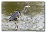 Blauwe Reiger - Grey Heron