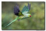 Halsbandparkiet - Rose-ringed Parakeet