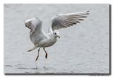 Kokmeeuw - Black-headed Gull