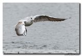 Kokmeeuw - Black-headed Gull
