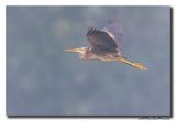 Purperreiger - Purple Heron