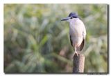 Kwak - Black-crowned Night-Heron