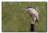 Kwak - Black-crowned Night-Heron