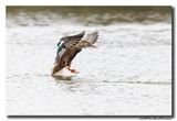 Slobeend - Northern Shoveler