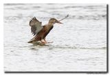 Slobeend - Northern Shoveler