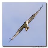 Visarend - Osprey