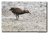 Waterral - Water Rail