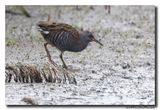 Waterral - Water Rail