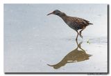 Waterral - Water Rail