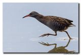 Waterral - Water Rail