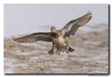 Wintertaling - Eurasian Teal