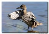 Zomertaling - Garganey