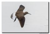 Witgat - Green Sandpiper