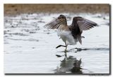 Witgat - Green Sandpiper