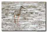 Zwarte Ruiter - Spotted Redshank