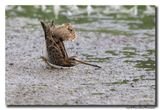 Watersnip - Snipe