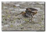 Watersnip - Snipe