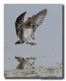 Watersnip - Snipe