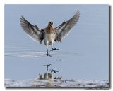 Watersnip - Snipe
