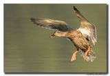 Wilde Eend - Mallard