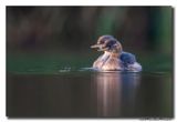 Dodaars - Little Grebe
