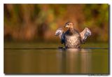 Dodaars - Little Grebe