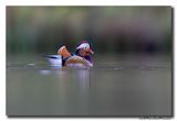 Mandarijneend - Mandarin Duck