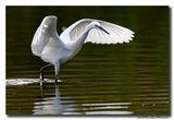 Kleine Zilverreiger - Little Egret