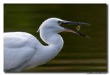 Kleine Zilverreiger - Little Egret