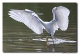 Kleine Zilverreiger - Little Egret