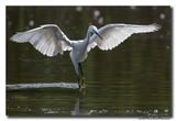 Kleine Zilverreiger - Little Egret