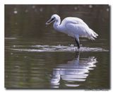 Kleine Zilverreiger - Little Egret