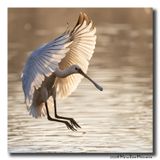Lepelaar - Spoonbill