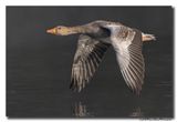 Grauwe Gans - Greylag Goose