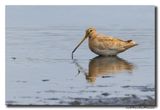 Watersnip - Snipe