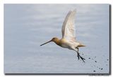 Watersnip - Snipe