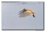 Watersnip - Snipe