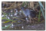 Waterral - Water Rail