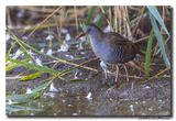 Waterral - Water Rail
