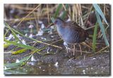 Waterral - Water Rail