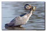 Blauwe Reiger - Grey Heron