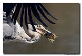 Blauwe Reiger - Grey Heron