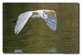 Grote Zilverreiger - Great Egret