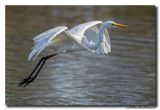 Grote Zilverreiger - Great Egret
