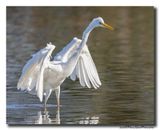 Grote Zilverreiger - Great Egret